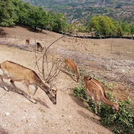 Pallas Casa * Panagia (Trikala)