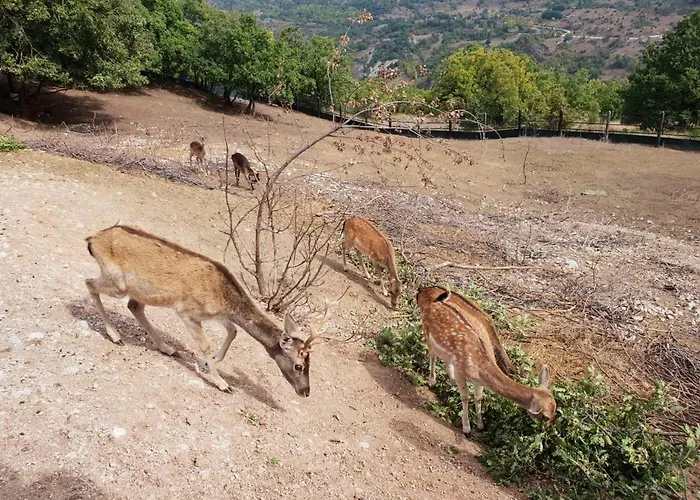 Pallas Casa * Panagia (Trikala)